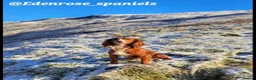 Cocker Spaniel dogs for sale: Working cocker spaniel puppies - Advert 11
