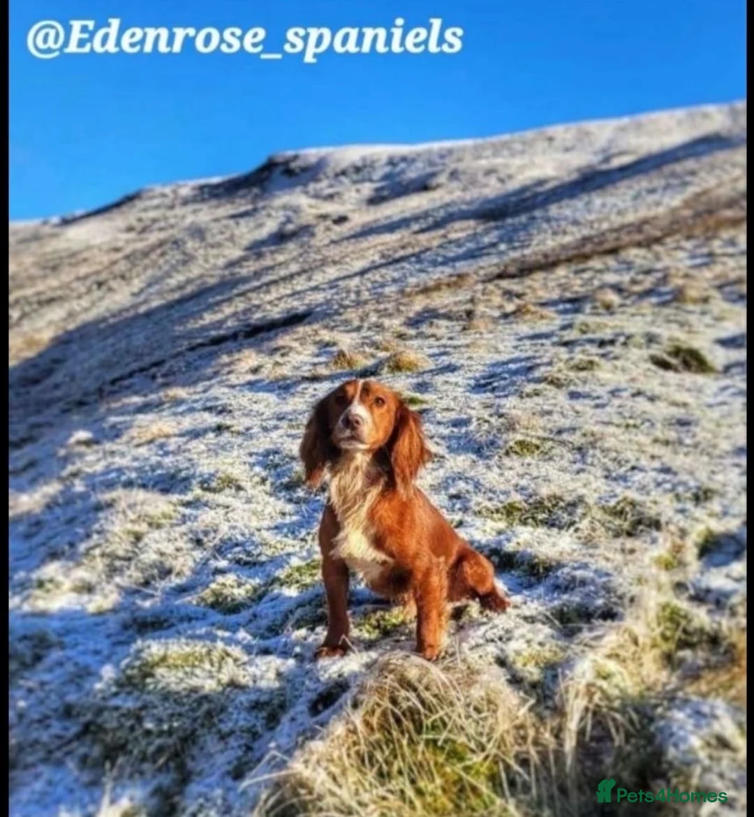 Cocker Spaniel dogs for sale: Working cocker spaniel puppies - Advert 11
