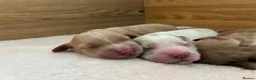 Cockapoo dogs for sale: Beautiful F2 cockapoo puppies for sale - Advert 7