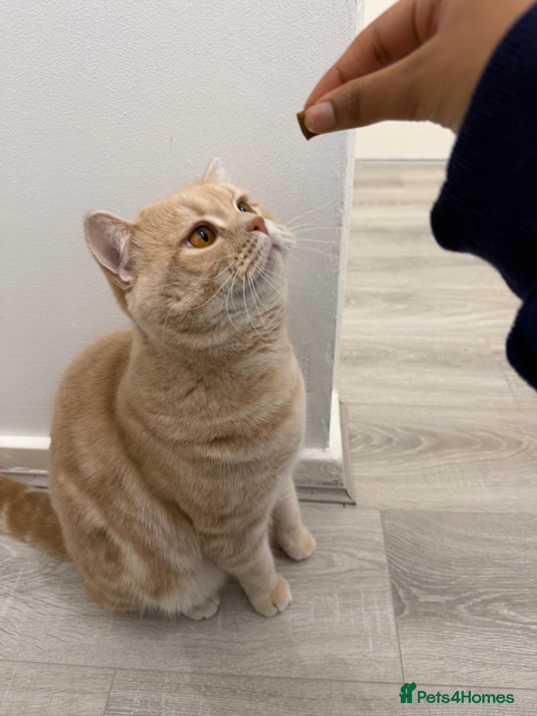 British Shorthair cats for sale: Luna & Leo  - Advert 7