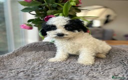 Mixed Breed dogs for sale: 🌟🌟Stunning Australian Cavapoo Puppies 🩷💙 m - Advert 13