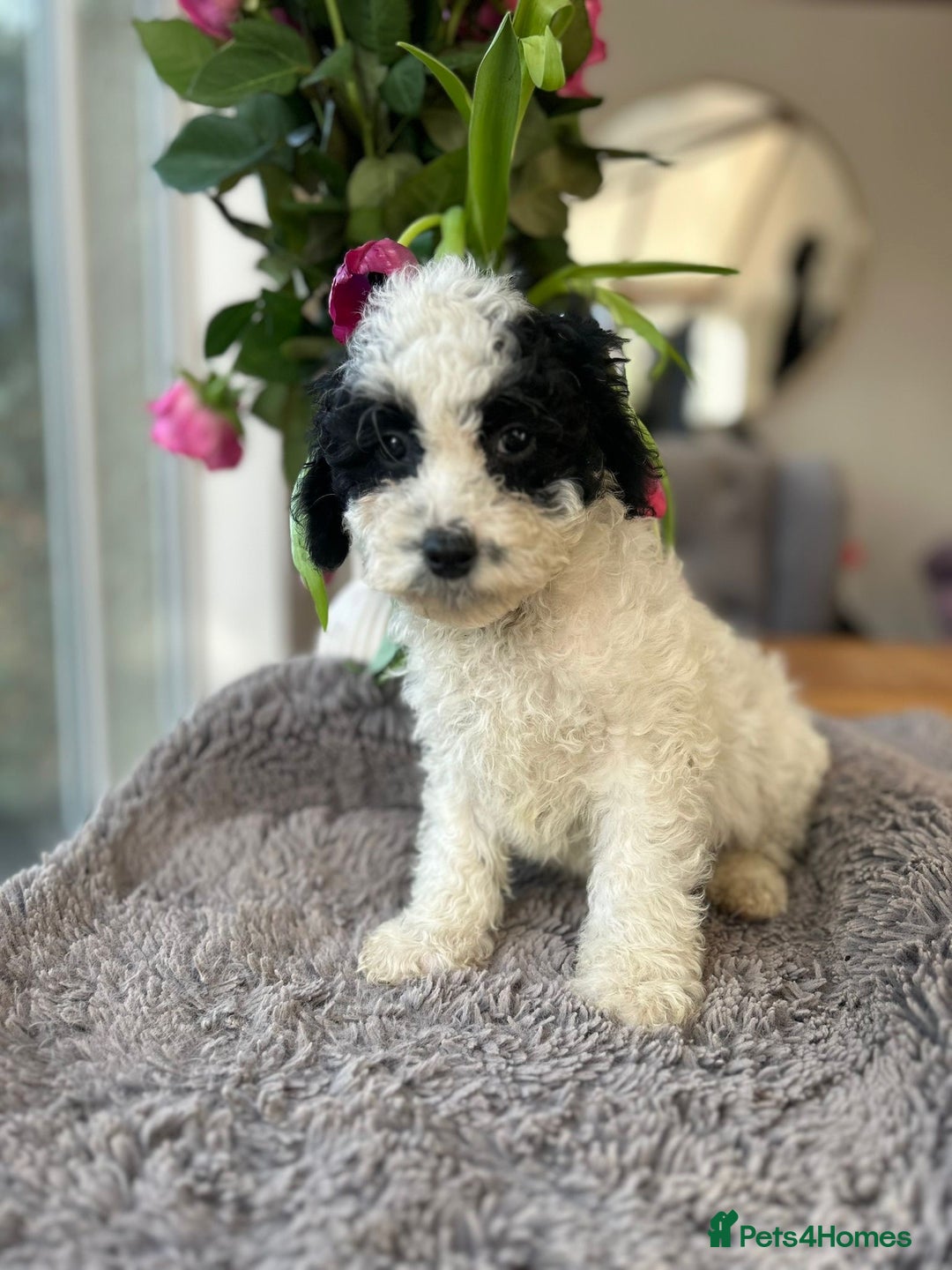 Mixed Breed dogs for sale: 🌟🌟Stunning Australian Cavapoo Puppies 🩷💙 m - Advert 13