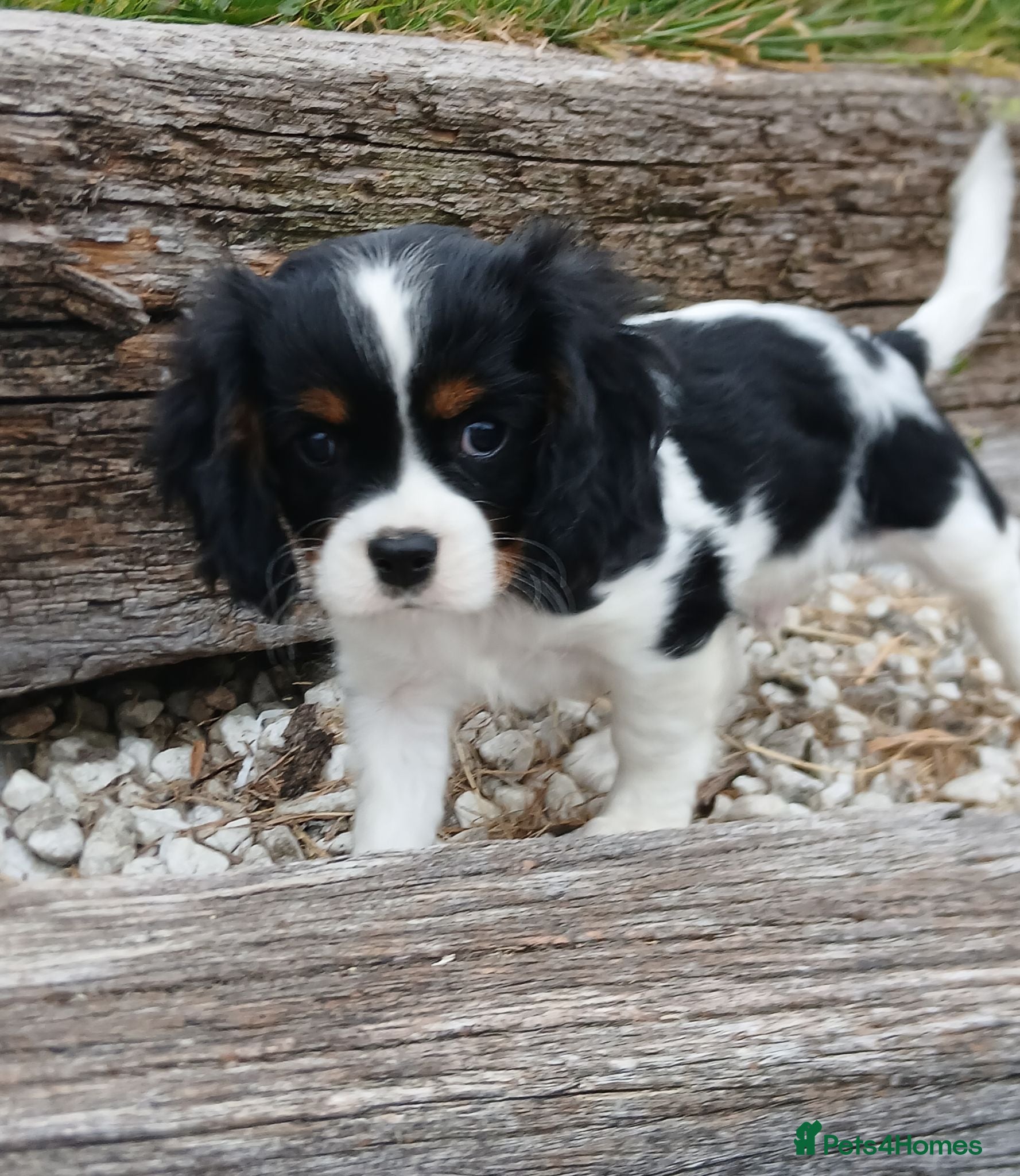 Cavalier King Charles Spaniel dogs Ready now - Advert 1
