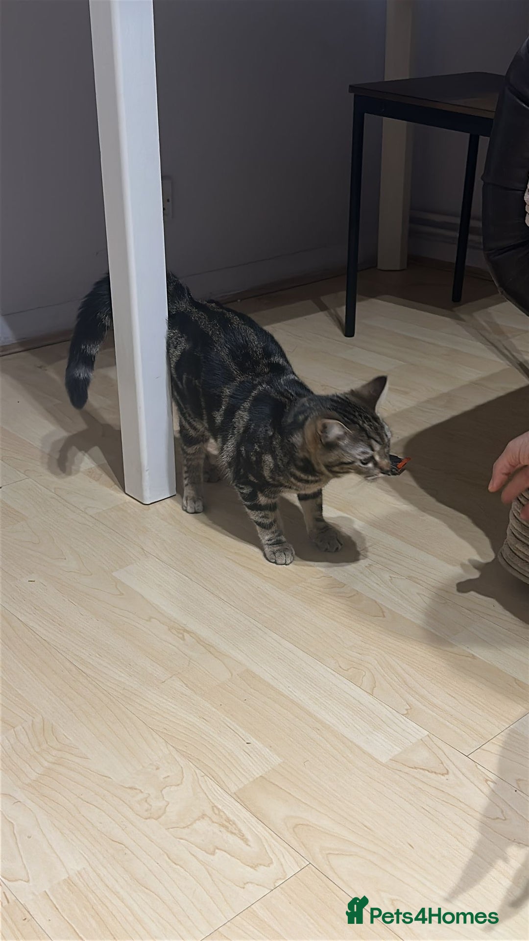 Mixed Breed cats for sale: 5 months  - Advert 2