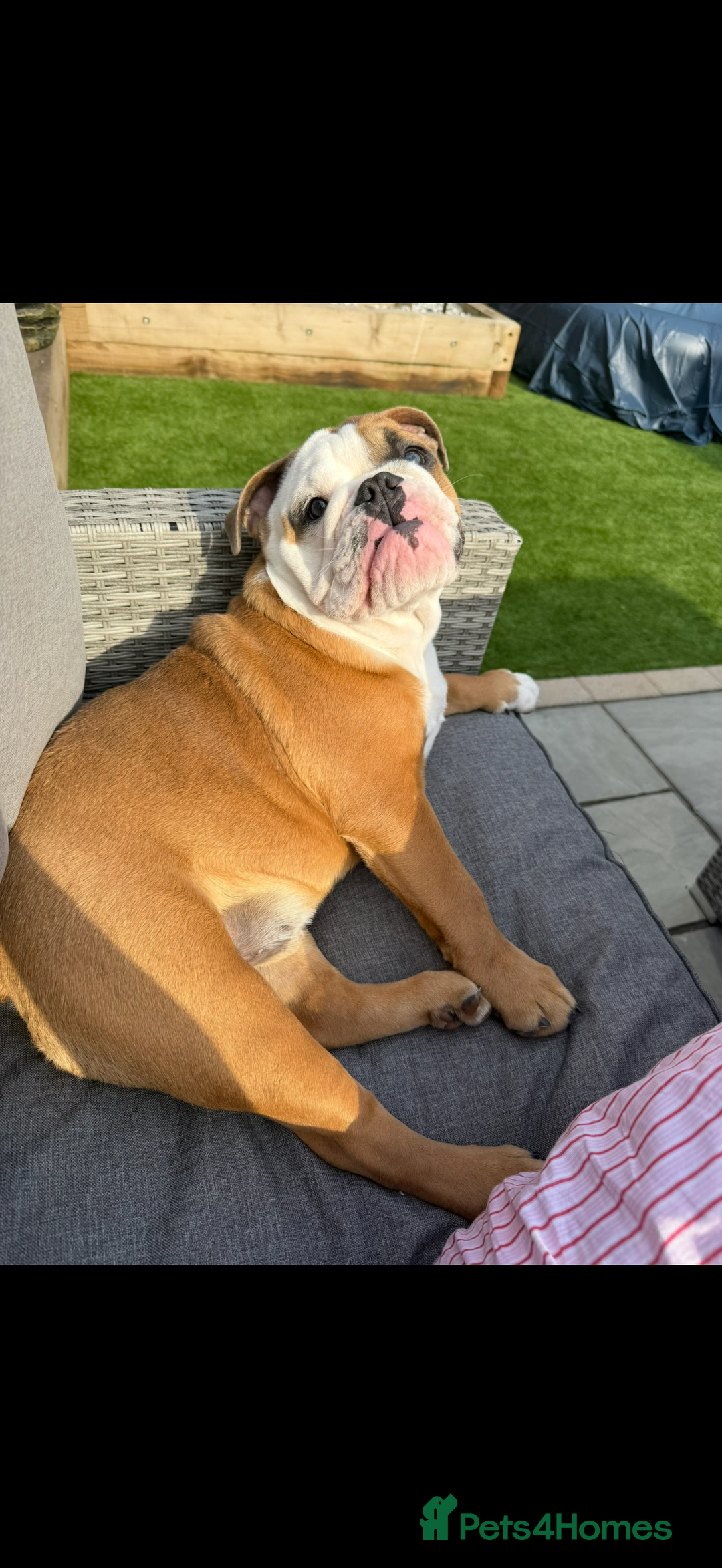 English Bulldog dogs for sale: Tyson - Advert 4