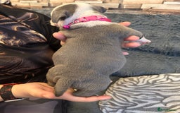 American Bully dogs for sale: 🐾 ABKC Registered Micro/Pocket Bully Puppies! 🐾 - Image 25