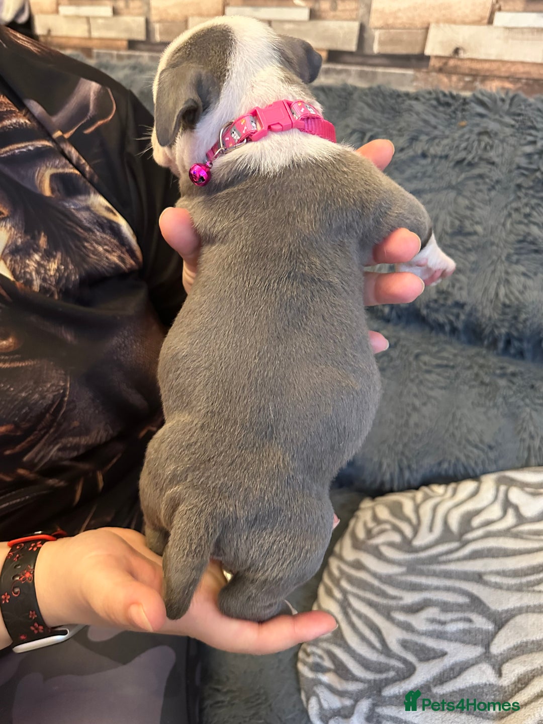 American Bully dogs for sale: 🐾 ABKC Registered Micro/Pocket Bully Puppies! 🐾 - Image 25