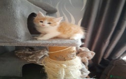 Ragcoon cats for sale: Stunning, and chunky ragcoons  - Image 18