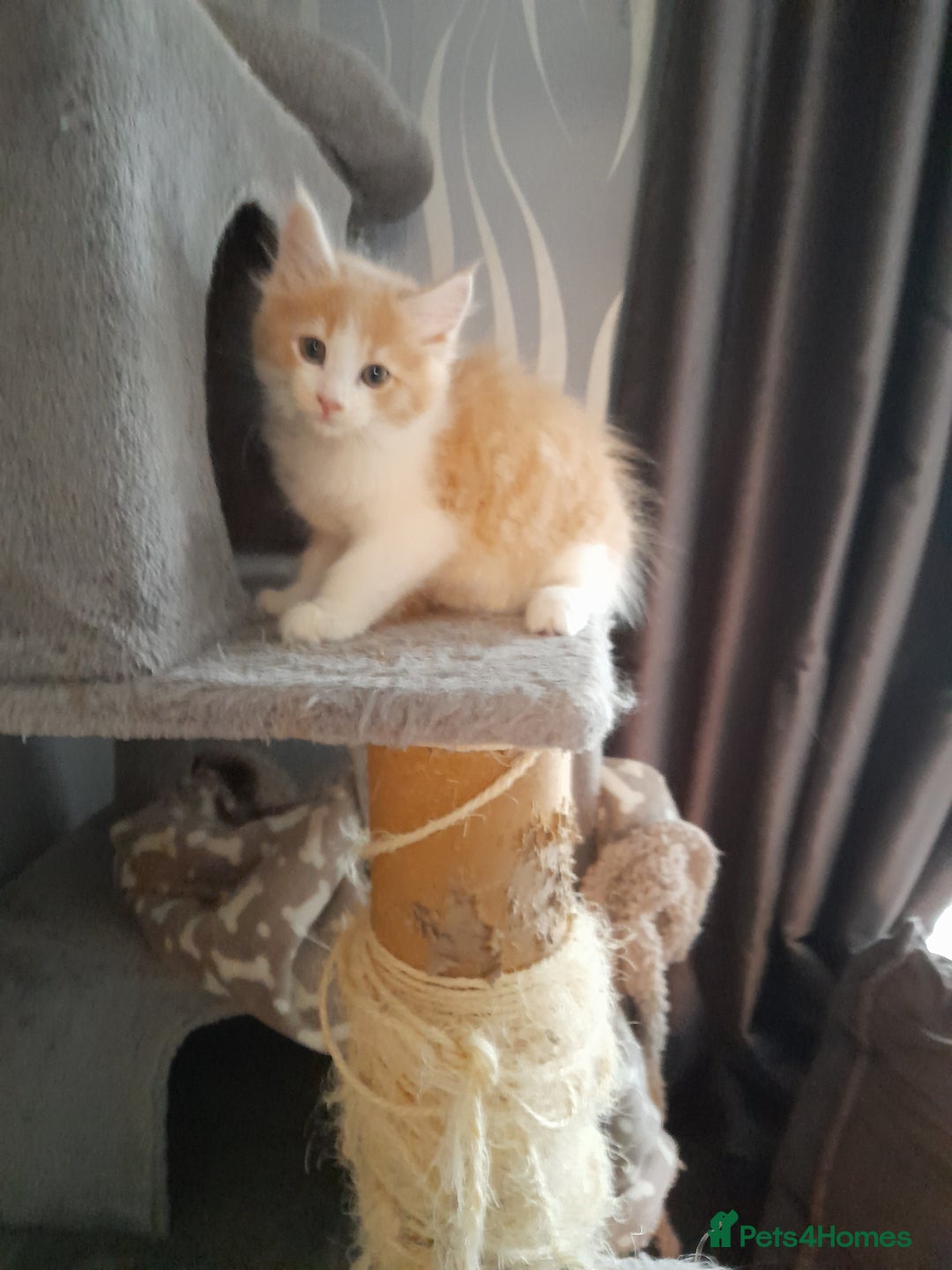 Ragcoon cats for sale: Stunning, and chunky ragcoons  - Image 18