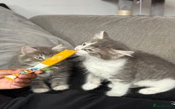 British Shorthair cats for sale: Last one left grey and white female  - Image 27