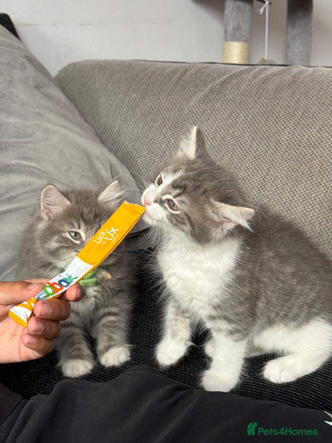 British Shorthair cats for sale: Last one left grey and white female  - Image 27