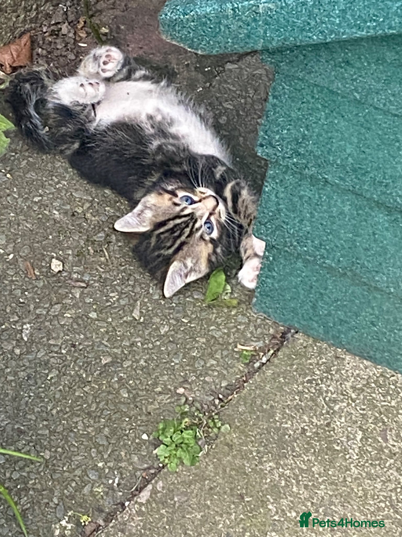 Mixed Breed cats for sale: Tabby  - Advert 2
