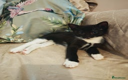 Mixed Breed cats for sale: Four Gorgeous Tuxedo & Tabby Kittens  - Image 5
