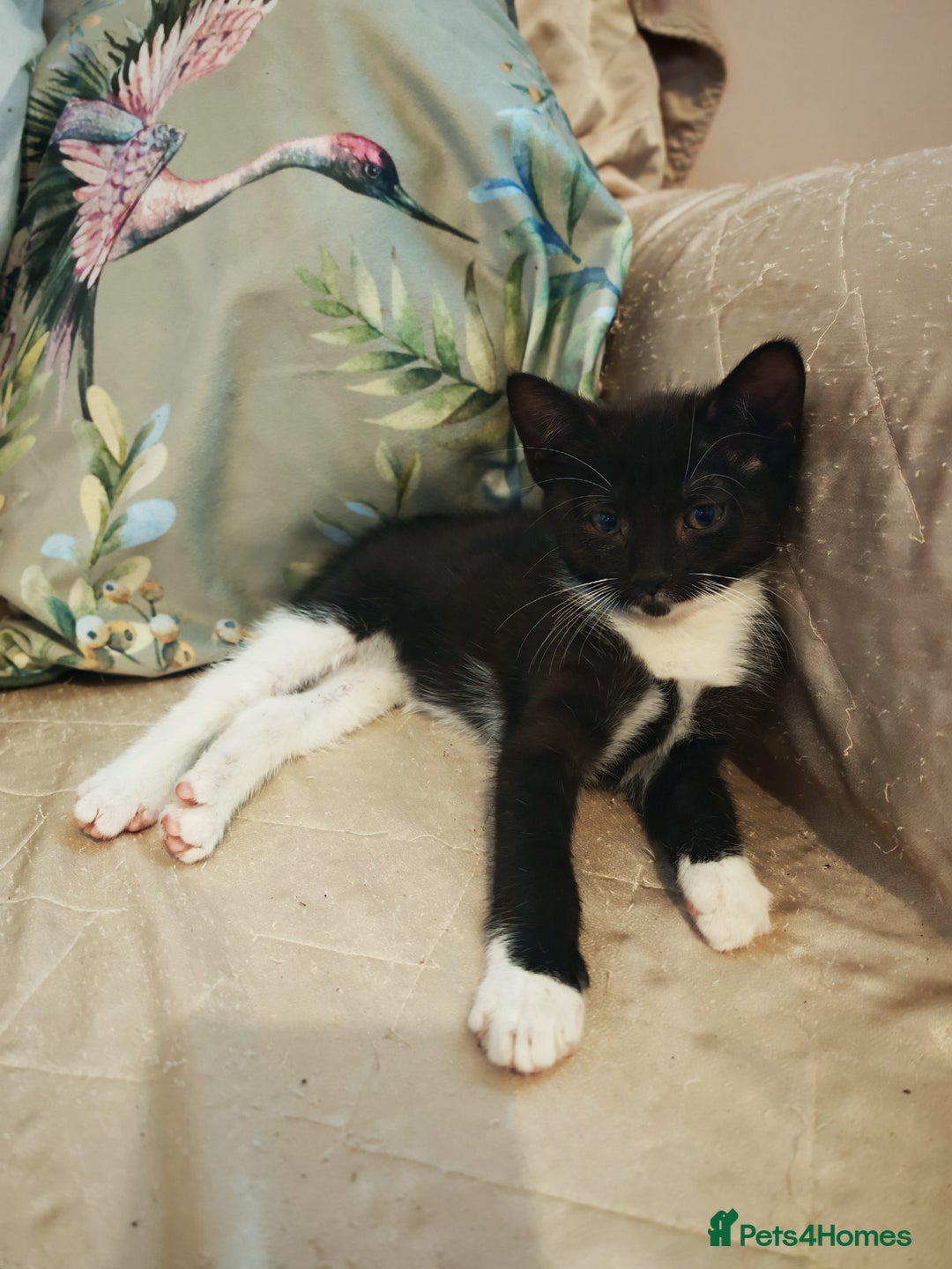 Mixed Breed cats for sale: Four Gorgeous Tuxedo & Tabby Kittens  - Image 5