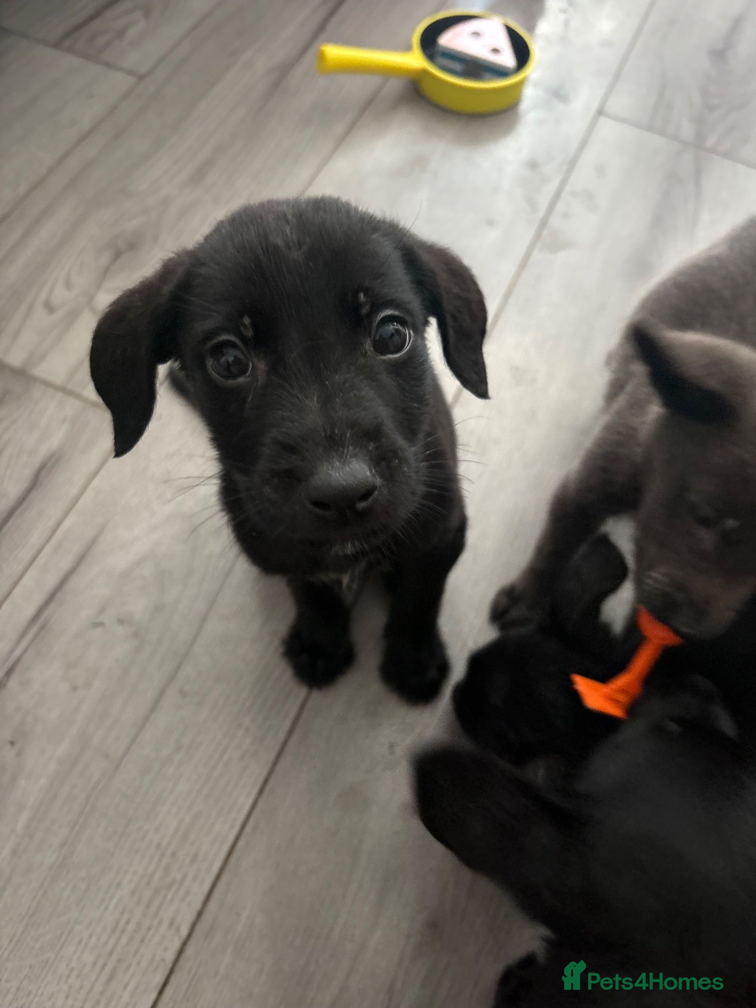Mixed Breed dogs 4 left!!READY NOWW!!!Beautiful mixed breed puppies - Advert 3