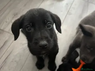 Mixed Breed dogs 3 left!!READY NOWW!!!Beautiful mixed breed puppies - Advert 5