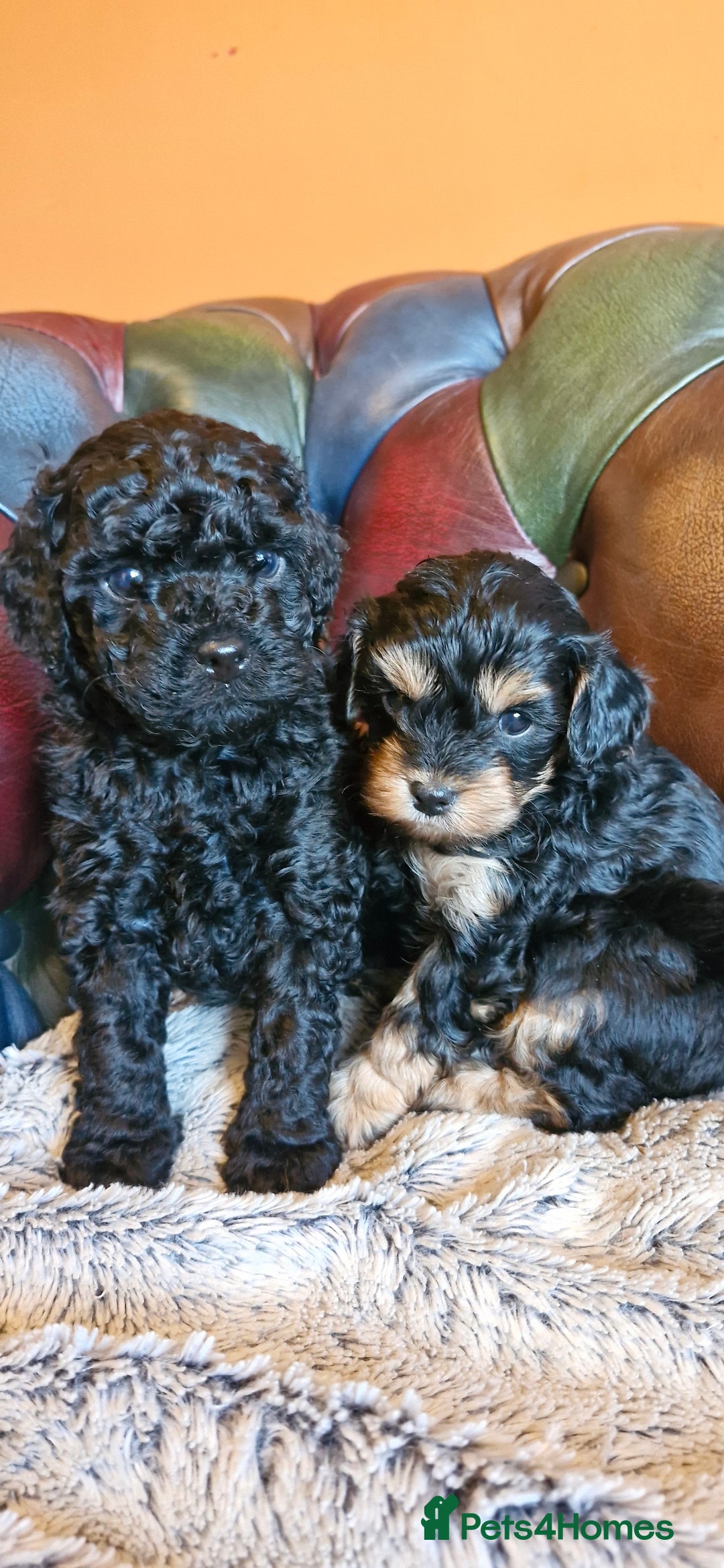 Cavapoo dogs for sale: Gorgeous f1b Cavapoo pups - Advert 5