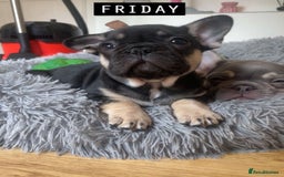 French Bulldog dogs for sale: French Bulldog Puppies - Image 4