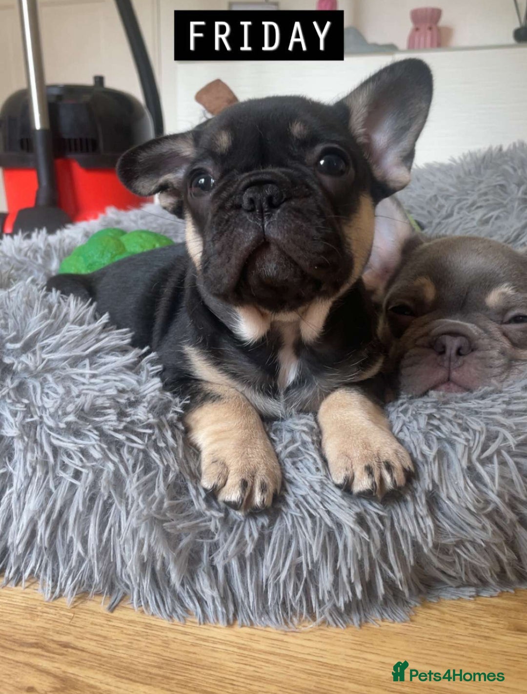 French Bulldog dogs for sale: French Bulldog Puppies - Image 4