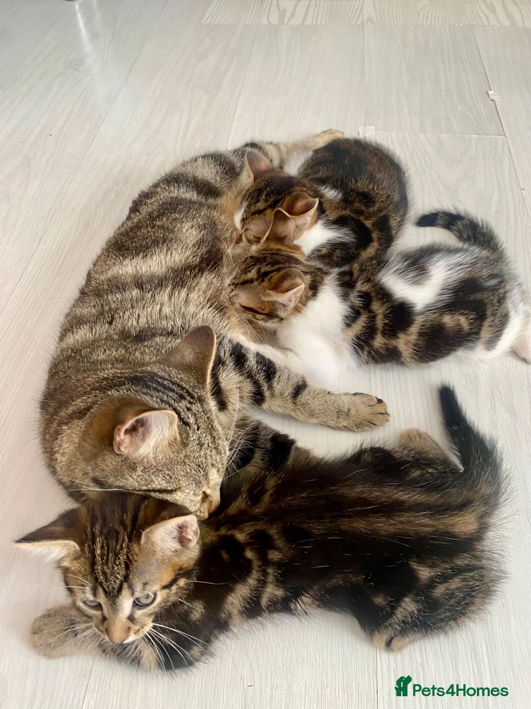 Mixed Breed cats for sale: Beautiful kittens ready now - Advert 2