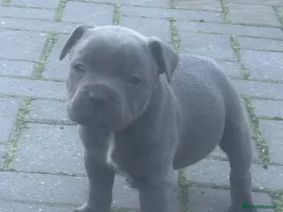 Staffordshire Bull Terrier dogs classical blue staffys - Advert 13