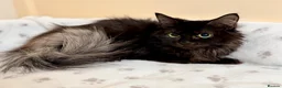 Mixed Breed cats for sale: MAINE COON X RAGDOLL ‘’Ragcoon’’ CHOCOLATE SMOKEY - Advert 4