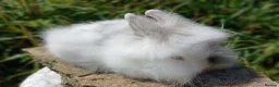 Lionhead rabbits for sale: Stunning DM lionhead baby rabbits - Advert 13