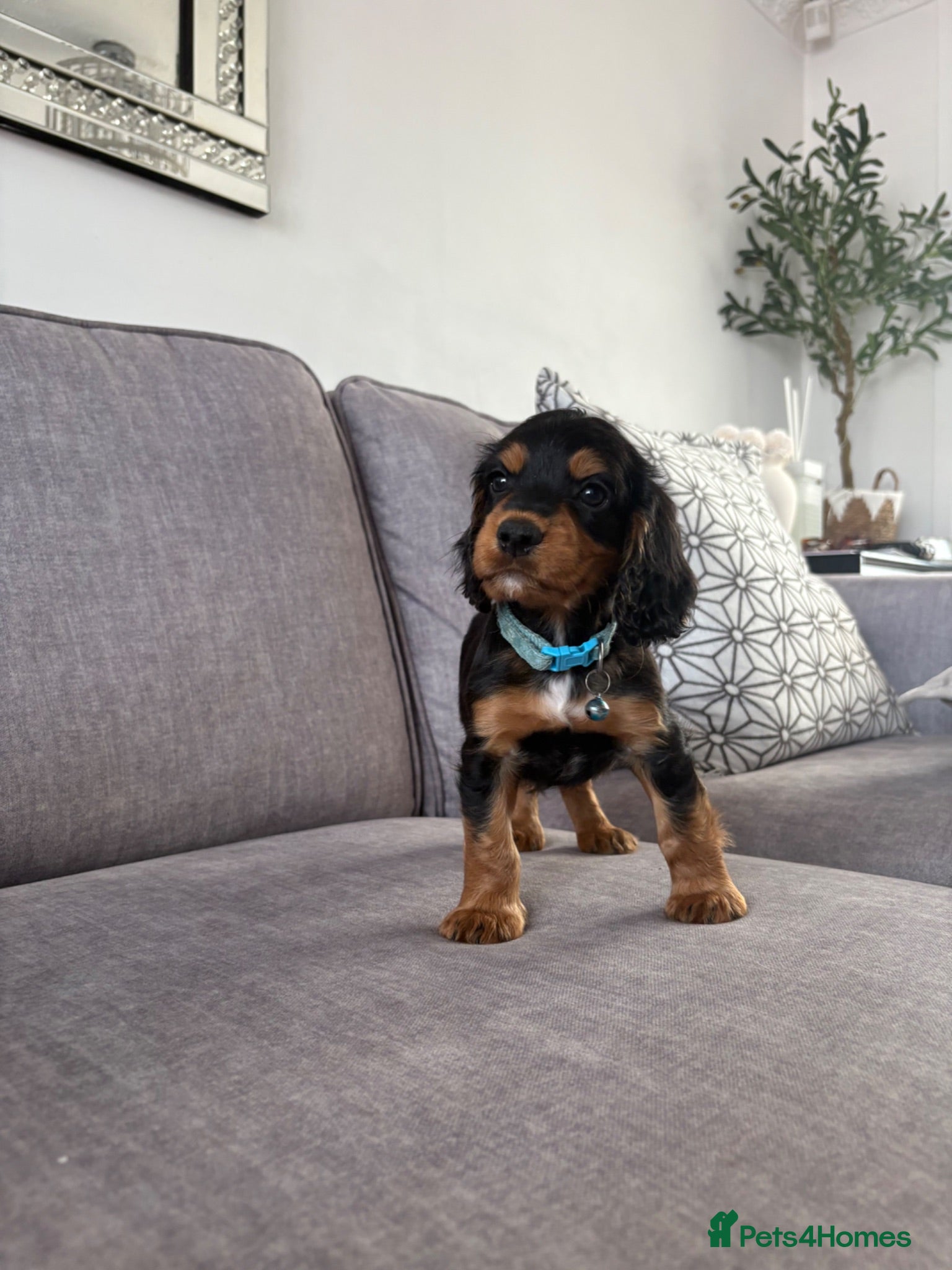 Cocker Spaniel dogs LAST BLACK & TAN COCKER SPANIEL BOY READY NOW - Advert 1