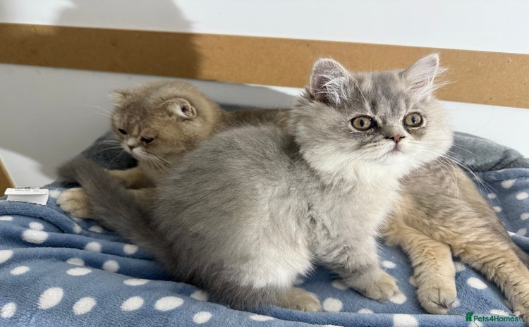 British Shorthair cats - Advert 2