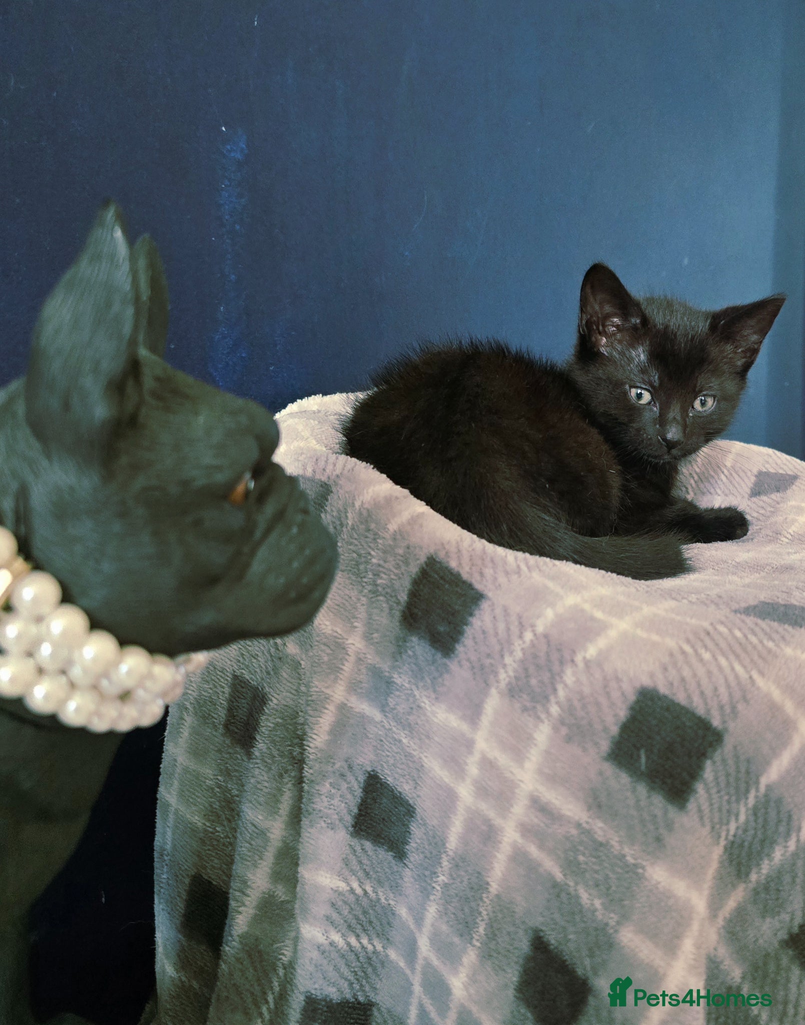 Mixed Breed cats Ready 5kittens raised with dogs and children - Advert 6