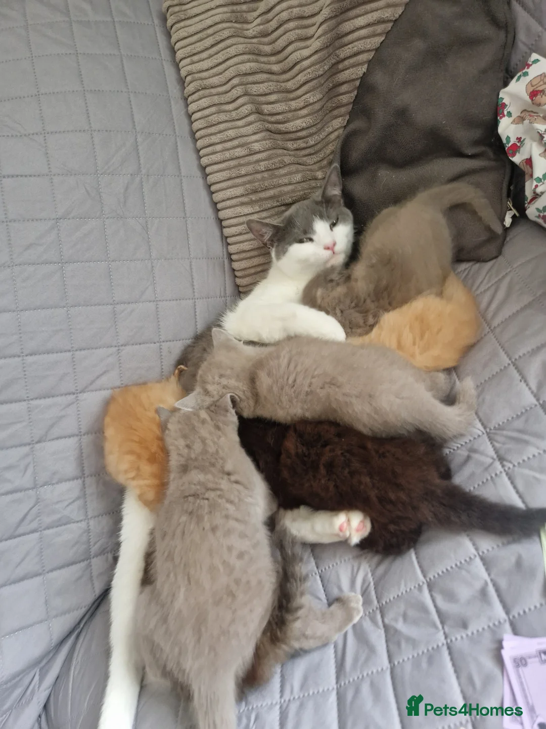 Mixed Breed cats for sale: 7 adorable kittens  - Advert 2