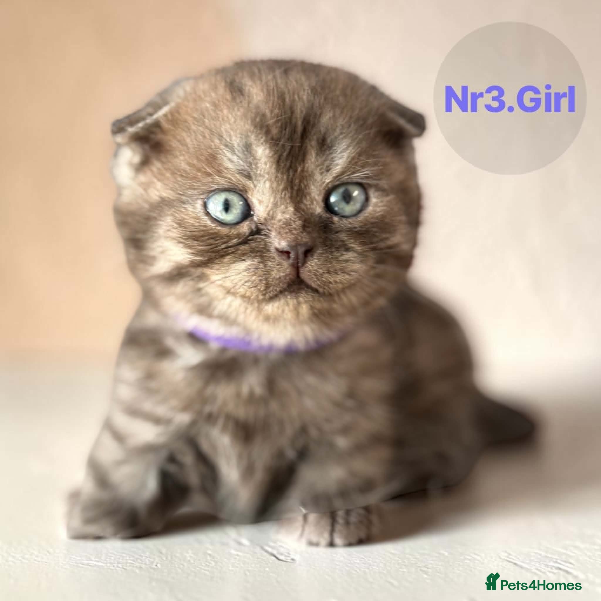 Scottish Fold cats for sale: 6 Pedigree Scottish Fold and Straight Kittens - Advert 36