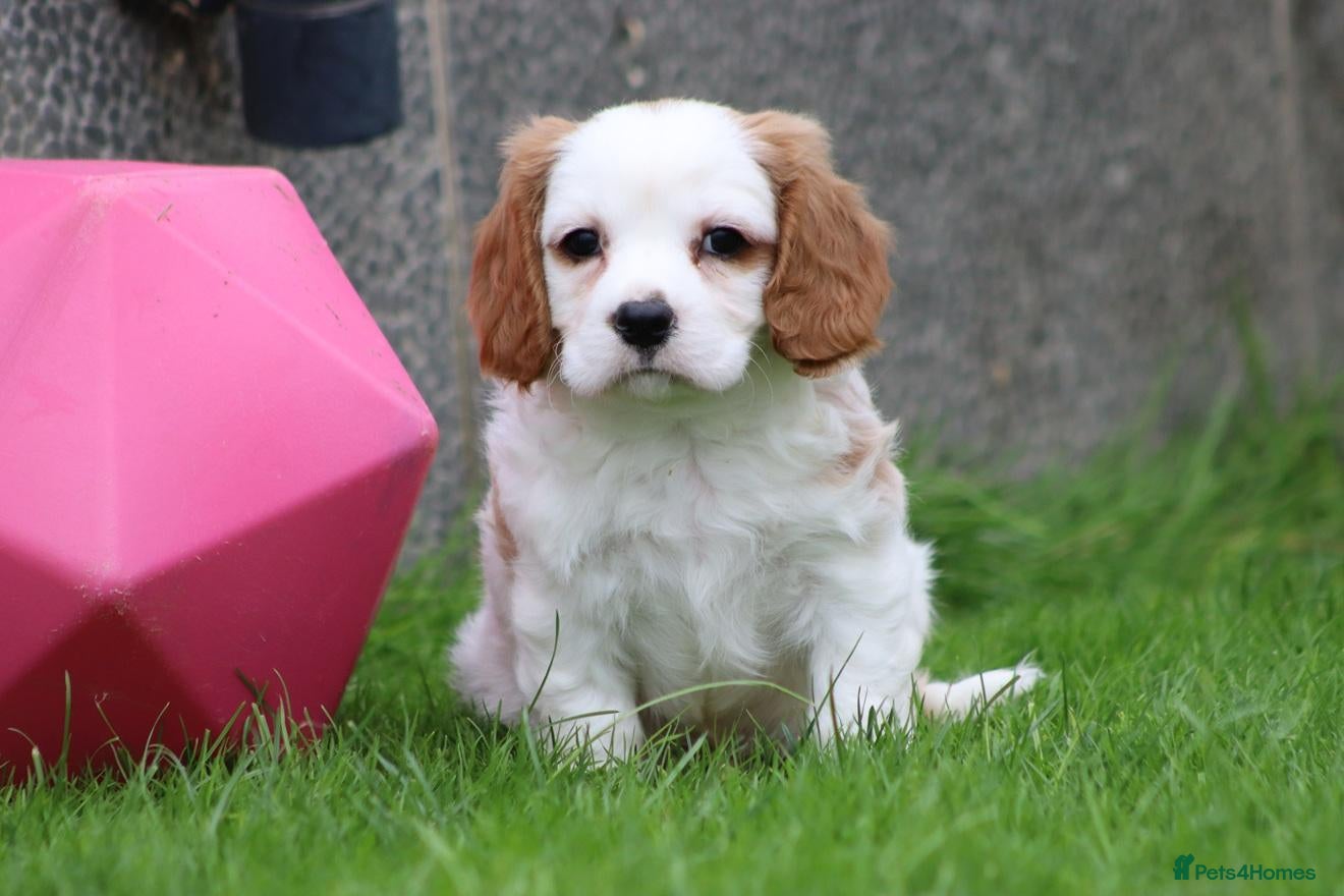 Cavachon dogs Beautiful Cavachon puppies for sale - Advert 1