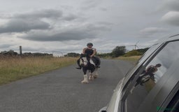 Irish Cob horses for sale: 14hh 6 year old gelding cob - Image 3