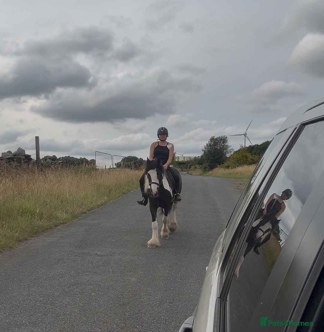 Irish Cob horses for sale: 14hh 6 year old gelding cob - Image 3