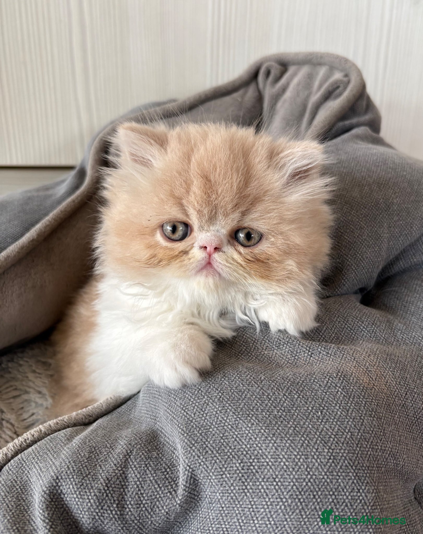 Exotic cats 4 Exotic Kittens  - Advert 1