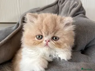 Exotic cats 4 Exotic Kittens - Advert 1