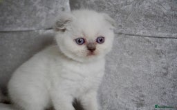 Scottish Fold cats for sale: ❣️Scottish Fold Kittens❣️ - Image 4