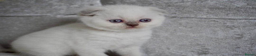 Scottish Fold Kitten 4