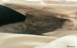 Bengal cats for sale: Beautiful bengal cross kittens ready to leave - Image 1