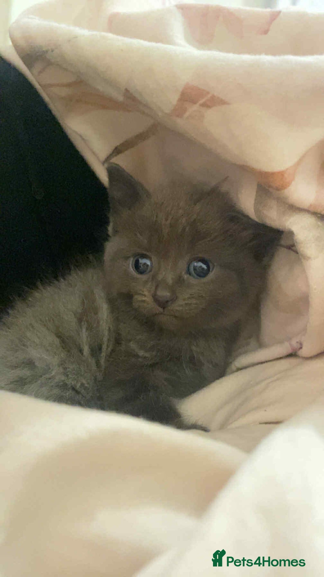 Bengal cats for sale: Beautiful bengal cross kittens ready to leave - Image 1