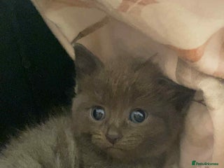 Bengal cats - Advert 10