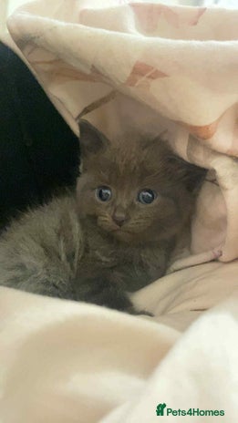 Bengal cats - Advert 1