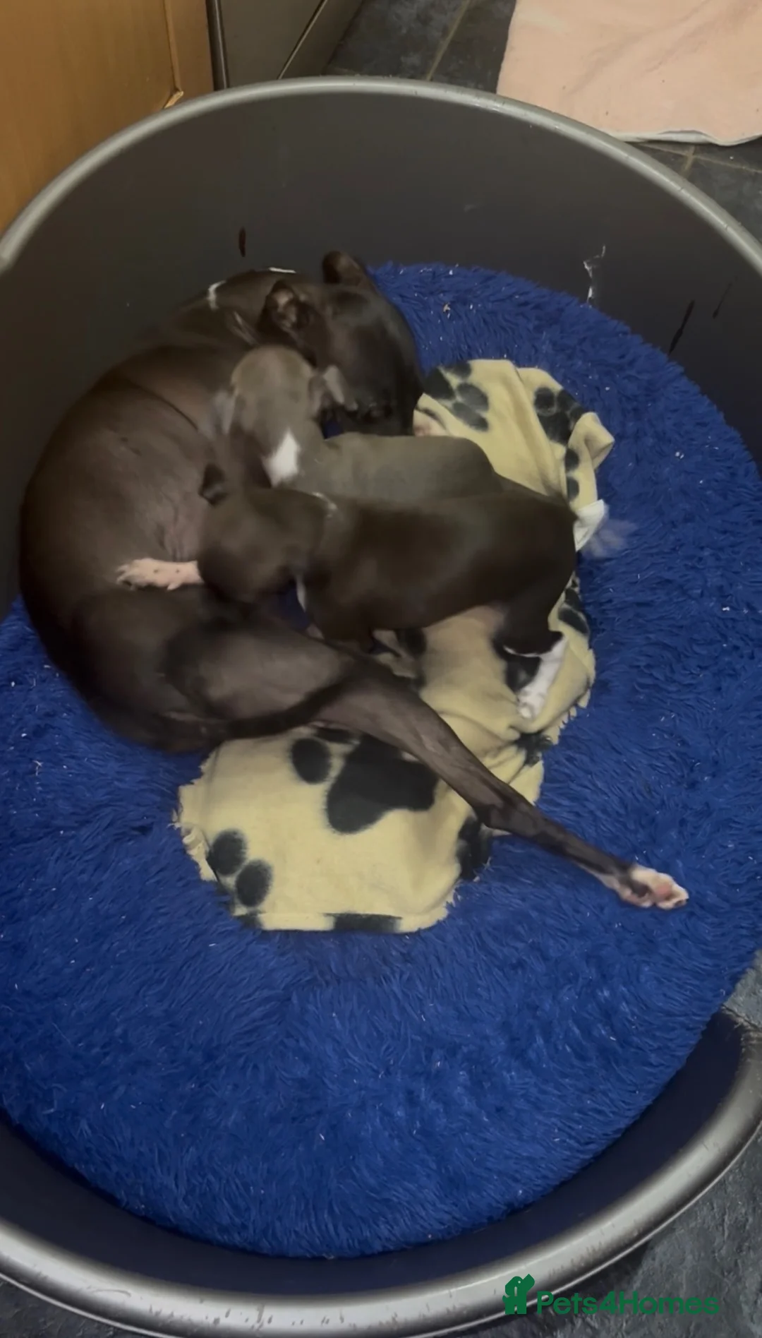 Italian Greyhound dogs for sale: Full Pedigree Blue Italian Greyhound Female Puppy - Advert 10