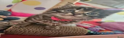 Mixed Breed cats for sale: Kitten girl - Advert 3