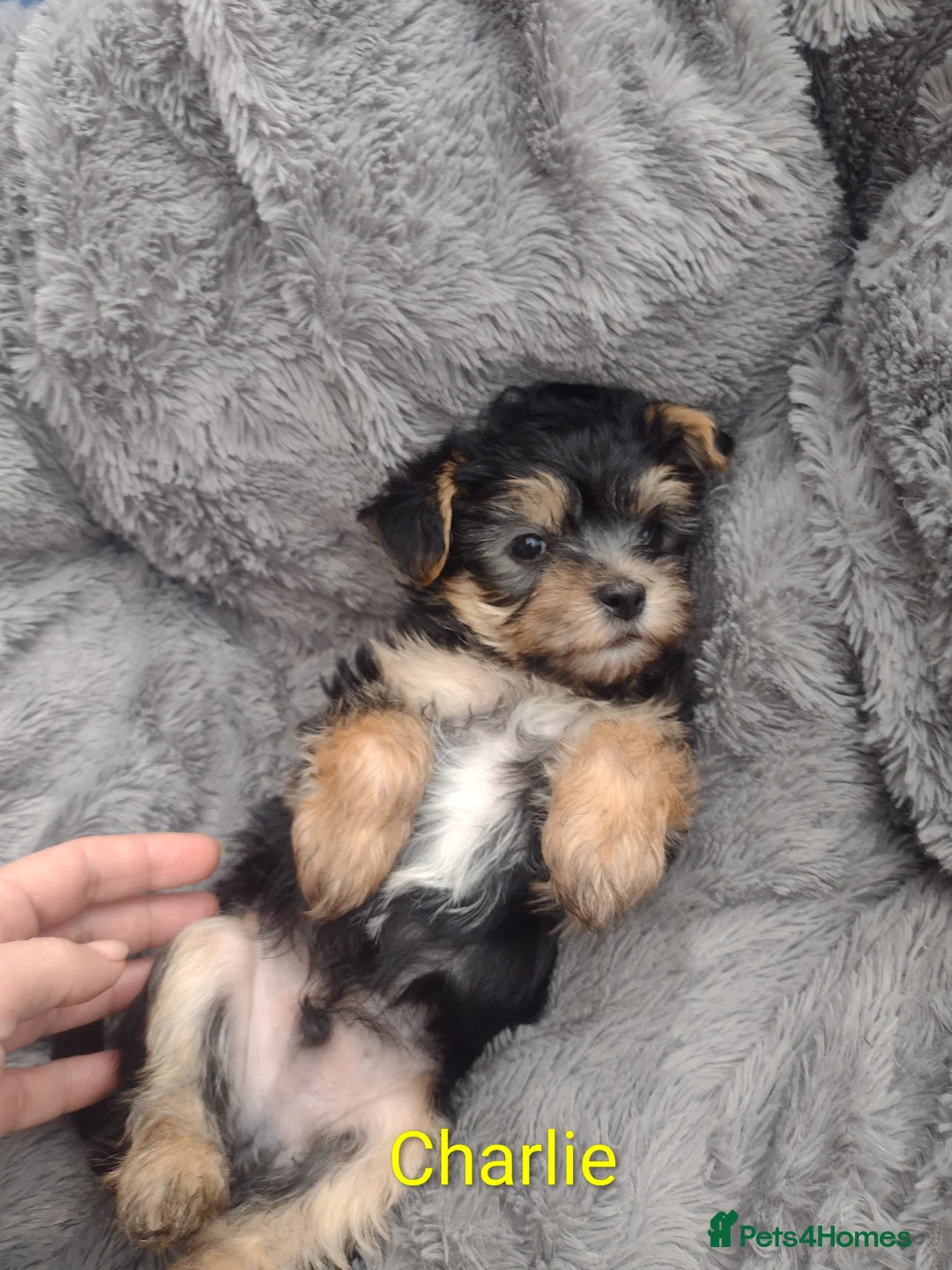 Yorkshire Terrier dogs for sale: Puppy's for sale - Advert 2