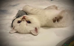 Scottish Fold cats for sale: Selling Adorable Scottish Fold & Straight Kittens - Image 14