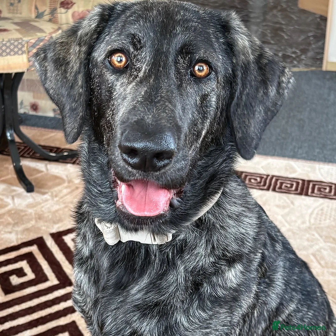 Portuguese Sheepdog dogs for sale: Portuguese cattle dog  in Sutton-in-Ashfield - Advert 1