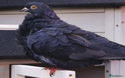 Pigeons birds for sale: Pigeons [Semi Hand-Raised] - Fancy & Racing Breeds - Advert 24