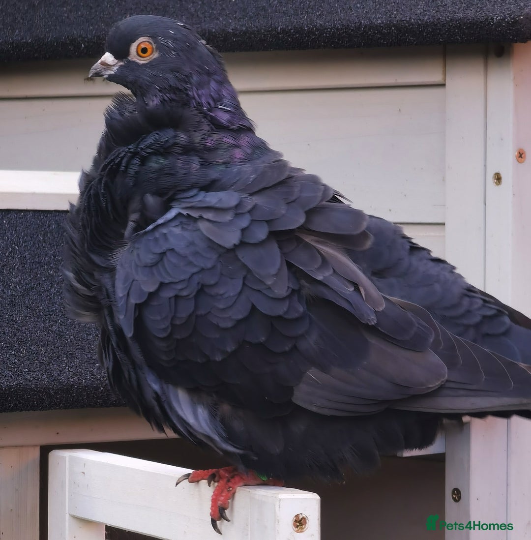 Pigeons birds for sale: Pigeons [Semi Hand-Raised] - Fancy & Racing Breeds - Advert 24
